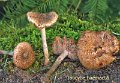 Inocybe haemacta-amf1047